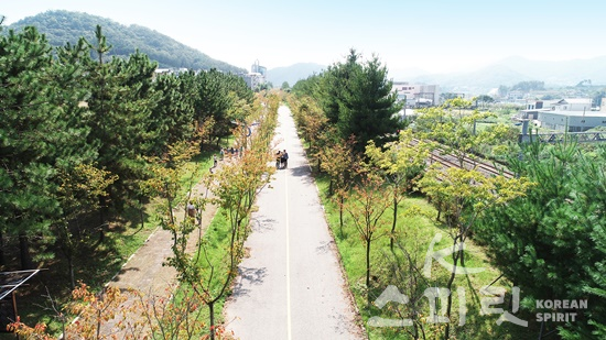 전남 순천시 가로수길(2019년 녹색도시우수사례). [사진=산림청]