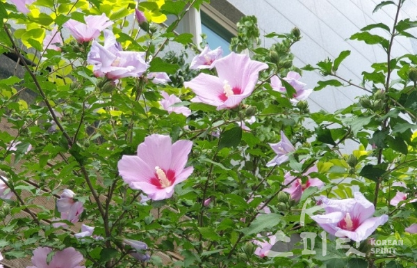 강남구 논현동 주택가에서 발견한 무궁화나무에서 핀 탐스런 꽃들이 하늘을 향해 활짝 피었다. [사진=강나리 기자]