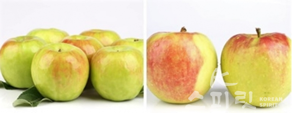 맛과 품질이 우수한 국산 여름 사과 '썸머킹'(사진 왼쪽)과 '썸머프린스' [사진=농촌진흥청]