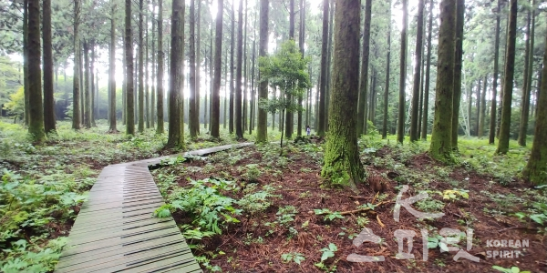 대한민국 명품 숲이 있는 한남연구시험림 내 삼나무전시림 [사진=국립산림과학원]