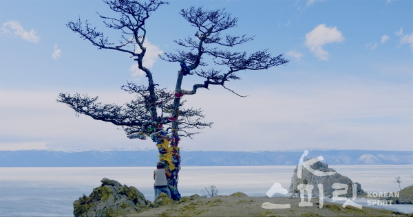 러시아 바이칼호에 있는 올혼섬의 신성한 나무. [사진=빅트리, 영화사 진진]
