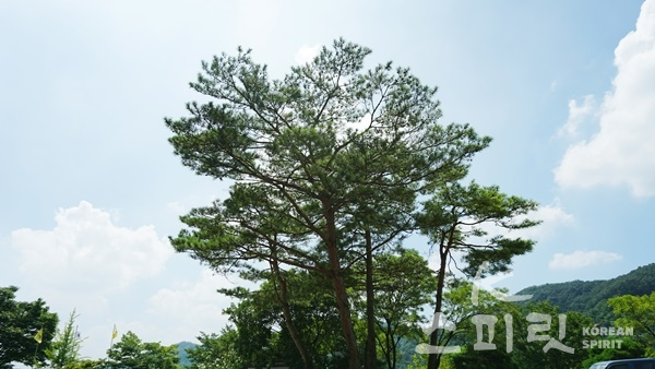 한민족역사문화공원의 곧게 뻗어 있는 소나무의 아름다운 자태. [사진=황연아 기자]
