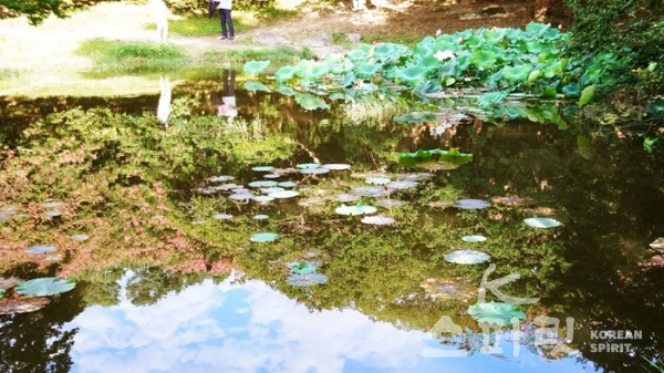 명옥헌 앞마당 연잎이 푸른 연못 위에 산그림자가 비친다. [사진=오소후 시인 제공]