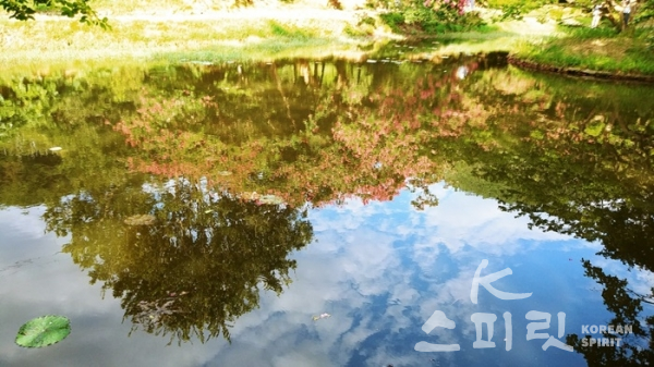 땅을 상징하는 네모난 연못 물그림자에 하늘을 상징하는 둥근 섬 위 웅장한 배롱나무가 보인다. [사진=오소후 시인]
