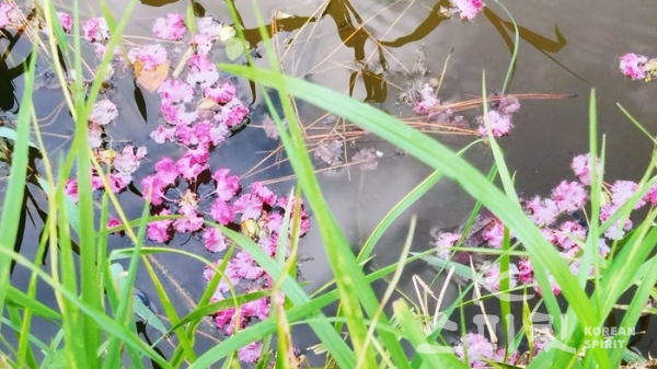 연못에 떨어진 배롱나무 꽃. [사진=오소후 시인]