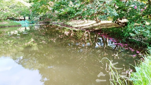 목백일홍 배롱나무로 둘러싸인 연못은 땅을 상징하여 네모지다. [사진=오소후 시인 제공]