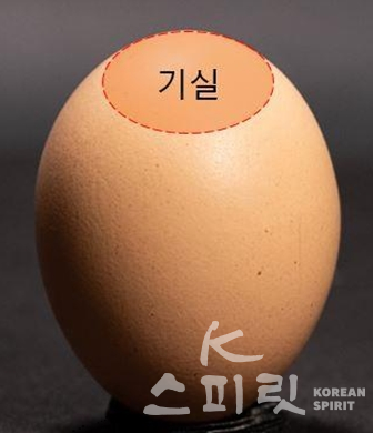 달걀 내 공기가 드나드는 공간(기실) [사진=농촌진흥청]