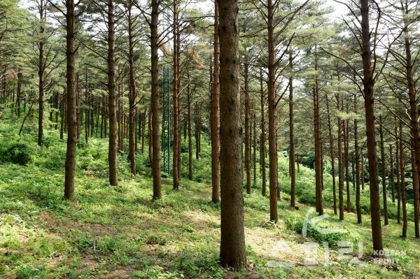 삼봉산경제림육성단지 내의 금강소나무 숲은 우리나라 산림육종 기술을 한눈에 보여주는 대표적인 숲이다. [사진=산림청]