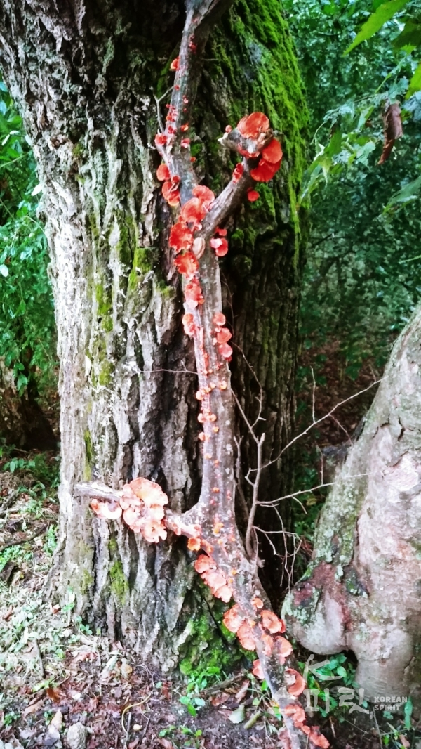 나무에 핀 버섯이 마치 단풍처럼 보인다. [사진=오소후 시인]
