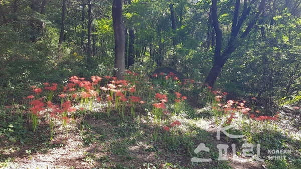 산책로를 따라 붉은 꽃무릇을 비롯해 가을에 꽃망울을 터트리는 꽃들이 피었다. [사진=명상여행사]