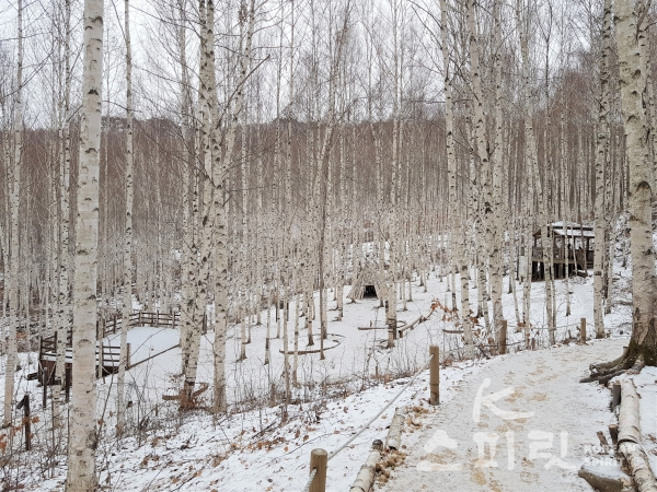강원도 인제 '자작나무 숲'의 겨울 풍경 [사진=산림청]