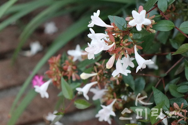 서울 지하철 4호선 혜화역에서 낙산공원을 오르는 길에서 가을을 알리는 꽃들을 만났다. [사진=강나리 기자]