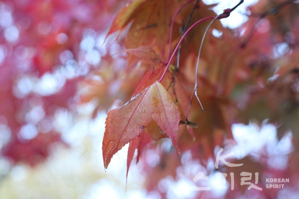 용문산 입구 단풍나무의 붉게 물든 잎. [사진=강나리 기자]