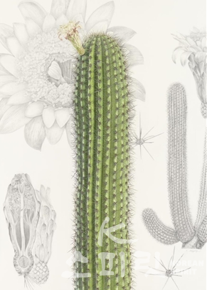 Stenocereus thurberi (Engelm.) Buxb. 종이위에 혼합재료(Mixed media on paper), 박숙경 [이미지=국립생태원]