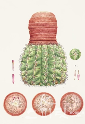 Melocactus zehntneri (Britton & Rose) Luetzelb. 종이위에 수채물감(Watercolor on paper), 김윤정 [사진=국립생태원]