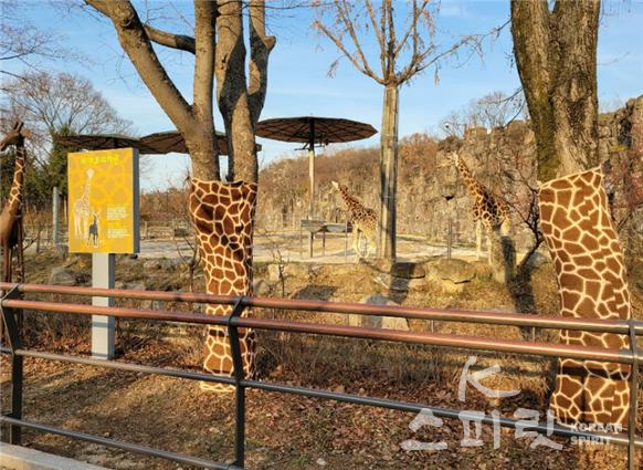 서울대공원 동물방사장 주변 수목의 기린옷을 입은 나무들. [사진=서울대공원]