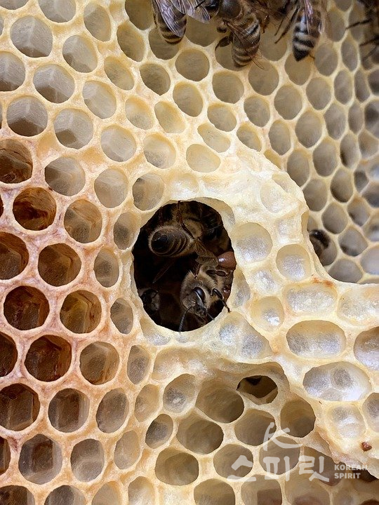 프로폴리스는 꿀벌이 식물의 수지 등을 가져와 벌무리를 건강하게 유지하기 위해 사용하는 물질이며, 천연항생제로 알려져 있다. [사진=Pixabay]