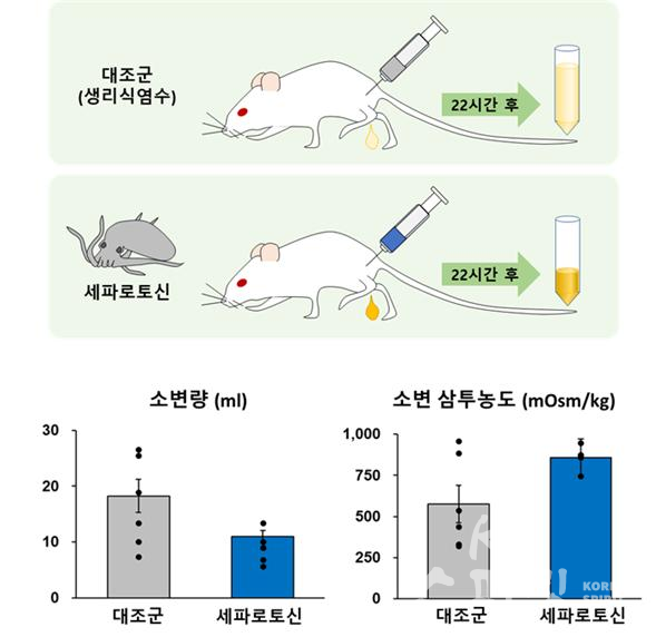 낙지유전체에서 발견된 '세파로토신' 효능실험 중 실험용 집쥐의 소변량 감소 효과. [사진=해양수산부]