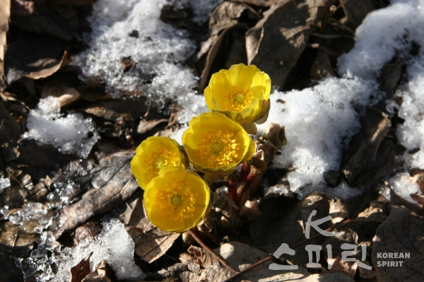 복수초는 얼음 사이에서 꽃이 핀다고 하여 빙리화라고도 불린다. [사진=산림청]
