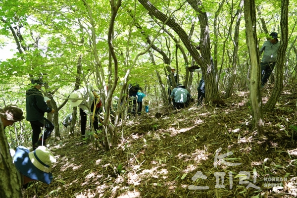 2019년 금원산 구상나무 잔존집단 복원시험지 조성모습. [사진=산림청]