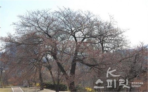 올해 서울의 벚꽃이 3월 24일(수) 개화했다. 이는 1922년 서울 벚꽃 관측을 시작한 이래 가장 빠르다. [사진제공=기상청]