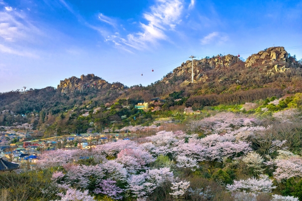 전남 4월 꽃길 여행지- 목포 유달산과 해상케이블카 풍경이 있는 봄. [사진제공=목포시청 ]