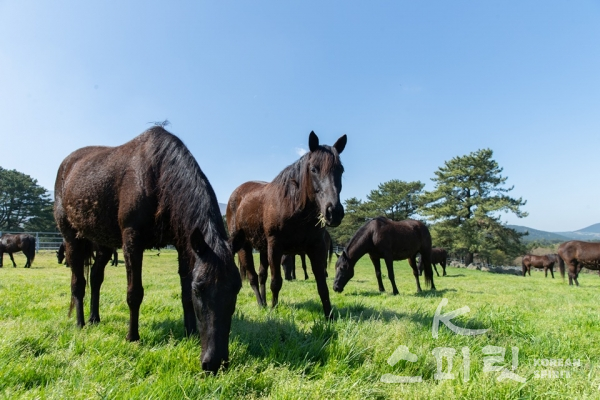 겨우내 축사에 있던 말들이 방목장에서 신선한 풀을 뜯으며 영양을 보충하고 무리생활로 사회성을 기른다. [사진=농촌진흥청]