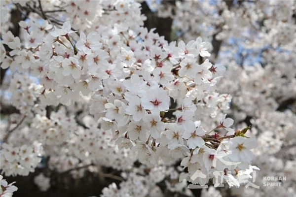 서울대공원이 이달의 식물로 선정한 우리나라 고유종 왕벚나무. [사진=서울대공원]