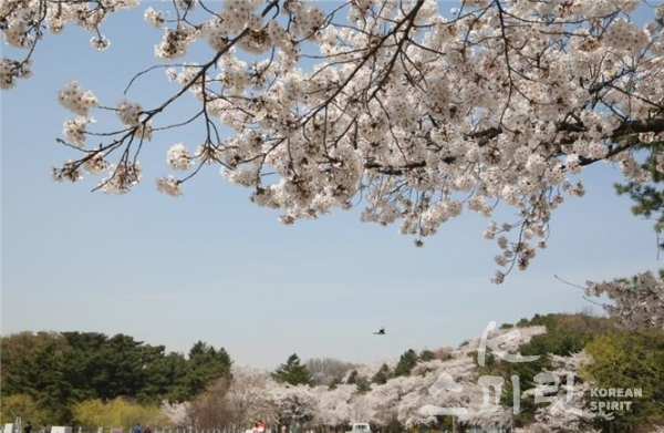 서울대공원 곳곳에는 올해도 왕벚나무 꽃이 활짝 피었으나 코로나로 인해 축제는 취소되었다. [사진=서울대공원]