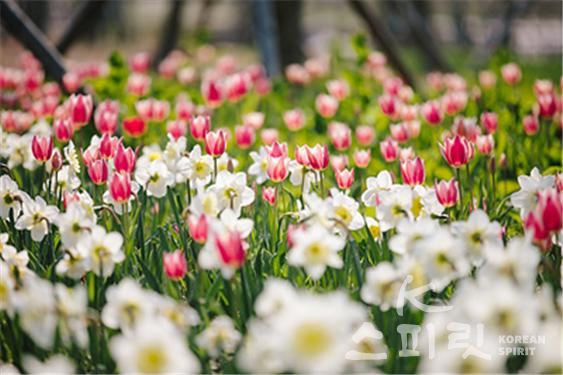 서울식물원에서 9일부터 '2021 봄시즌 식물전시'로 봄꽃 12만본을 전시한다. [사진=서울시]