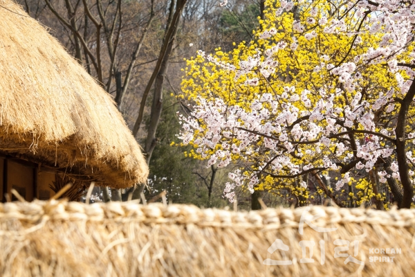 한국민속촌은 오는 4월 24일부터 6월 30일까지 조선시대판  이색 '꽃놀이' 축제를 개최한다. [사진=한국민속촌]