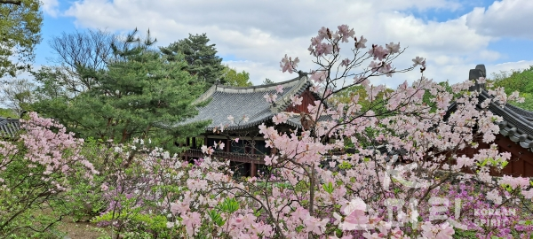 봄꽃과 녹음이 절정을 이룬 창덕궁 규장각 권역. [사진=문화재청]