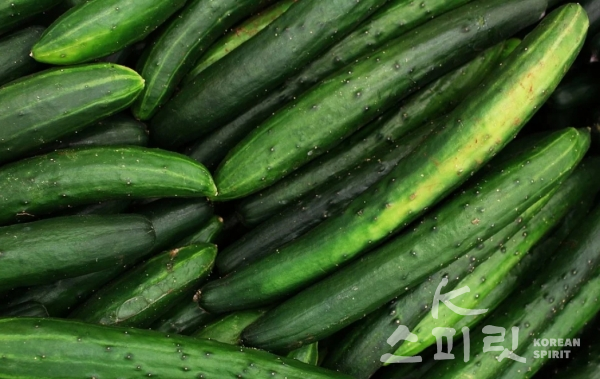 오이 [사진=Pixabay[