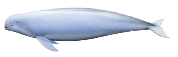 우리나라 서해 연안에 서식하는 웃는 돌고래 '상괭이'. 국제적 멸종위기종이다. [사진=해양수산부]