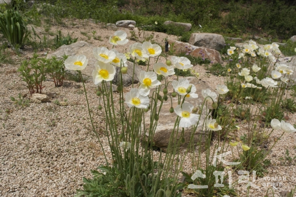 DMZ자생식물원(강원도 양구)에 핀 북한식물 흰양귀비. [사진=국립수목원]