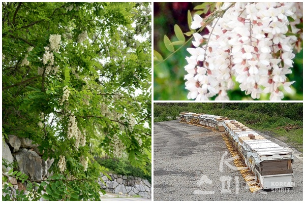5월 풍성하게 꽃을 피운 아카시아 나무와 꿀벌들이 바쁘게 꿀과 화분(꽃가루)를 나르는 벌통들. [사진=천모산유기영농조합]