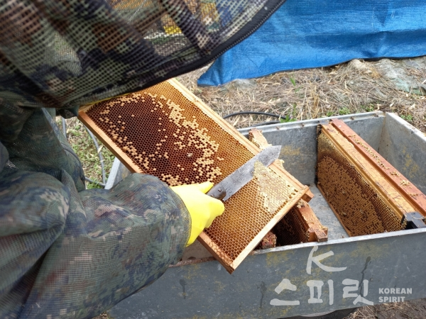 친환경 건강먹거리를 생산하는 천모산유기영농조합의 김수현 씨가 꿀을 채밀하는 모습. [사진=본인 제공]