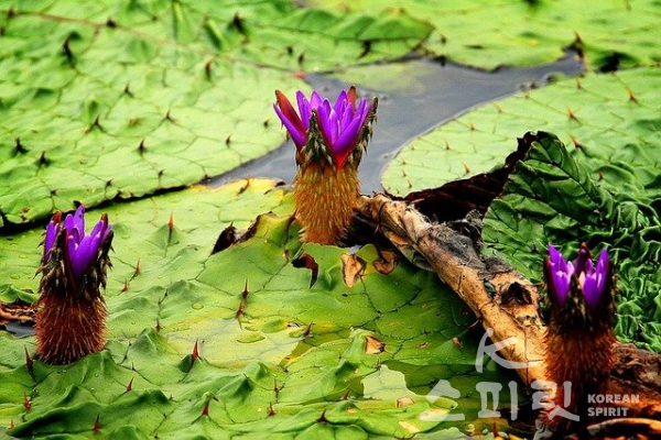 환경부가 지정한 멸종위기 2급 가시연꽃. [사진=Pixabay 이미지]