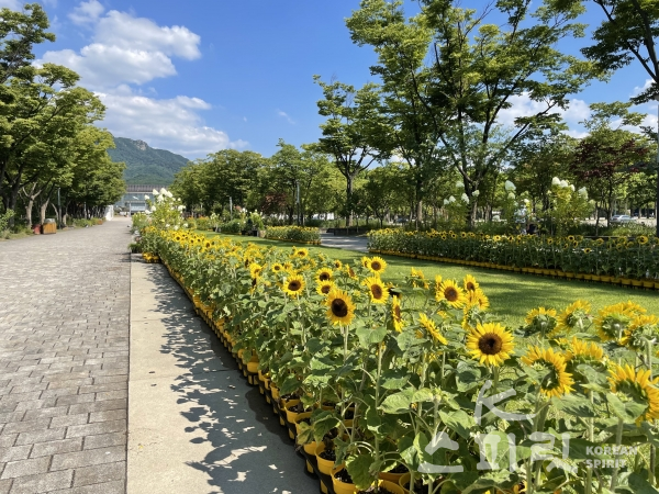 코로나19 장기화로 답답함과 우울함이 만연한 지금, 서울대공원은 공원을 찾는 시민들에게 희망과 즐거움을 전하고자 ‘희망의 해바라기 전시회’를 마련했다. [사진=서울시]