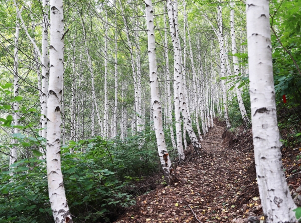 영양 자작나무 숲. 산림청은  8월의 국유림 명품숲으로 8월 11일 ‘검마산 자작나무숲’을  선정했다. [사진제공=산림청]