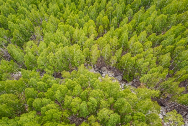 8월의 국유림 명품숲 ‘검마산 자작나무숲’ . [사진제공=산림청]