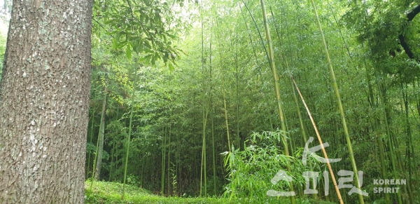 면앙정으로 오르는 길 중턱에 마주한 대나무 숲. [사진=강나리 기자]