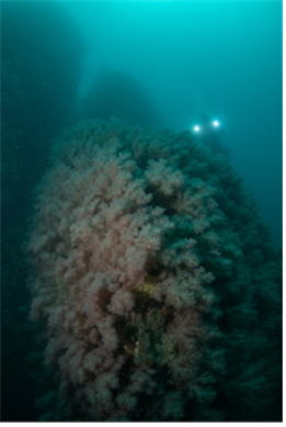 해중 생태계 조사로 대규모 맨드라미류 군락지를 발견했다. [사진제공=국립공원공단]