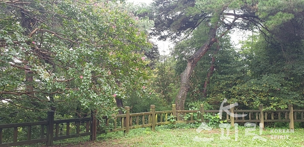 송강정 앞에는 소나무와 배롱나무, 대나무가 어우러져 울창한 녹음을 자랑했다. [사진=강나리 기자]