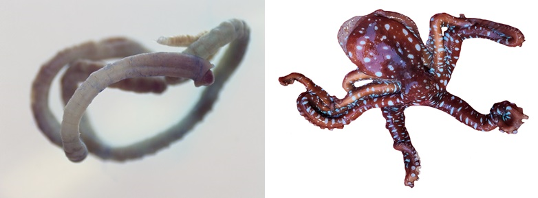 해양수산부가 8일부터 18일까지 온라인 선호도 조사를 하는 우리말 이름 없는 해양생물들. (왼쪽) 전북 고창 구시포에서 채집된 환형동물(Heteromastus gusipoensis) (오른쪽) 부산에서 발견된 연체동물(Callistoctopus macropus). [사진=해양수산부]