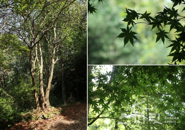 숲속의 보디빌더라 불리는 근육질의 서어나무(왼쪽)와 아기단풍, [사진=강나리 기자]