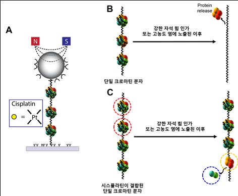 크로마틴 구조의 고정을 통한 시스플라틴의 항암 효과를 설명하는 물리적 모델. (A) 자석 구슬에 부착된 단일 크로마틴 분자의 개략도 (B) 인가된 힘과 고농도 염에 의해 붕괴되는 정상 단일 크로마틴 분자 (C) 시스플라틴 결합에 의해 비가역적으로 고정된 단일 크로마틴 분자. [제공= 고려대학교 홍석철 교수]