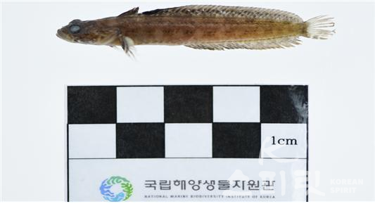 독도에서 발견한 국내 미기록종 해양 어류이다.