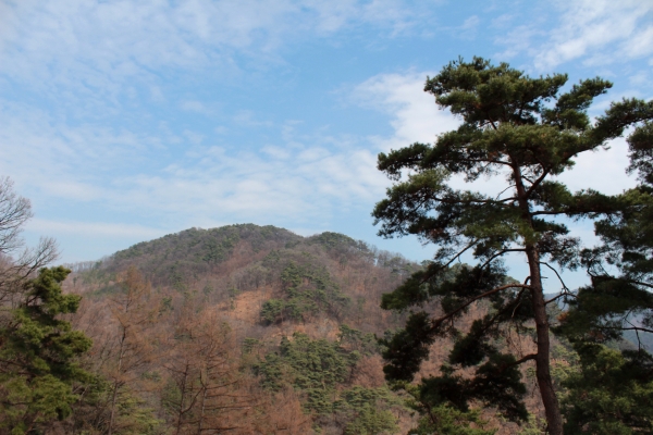 가까이서 본 2021년 12월 추천 국유림 명품숲 '오청산'. [사진=산림청]