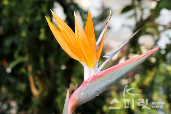 꽃 모양이 극락조라는 새를 닮아 '극락조화'라고 불리며 '신비'라는 꽃말을 지녔다 [사진=김경아 기자]